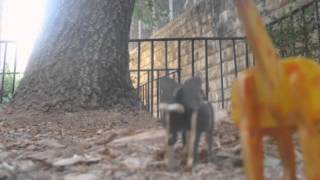 lion king stop motion מתנה לנאהב