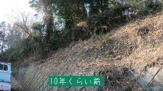 10年くらい放置してるミカン山