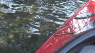 snake on kayak