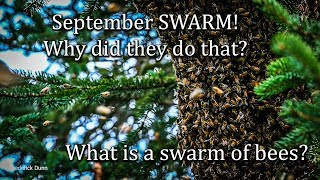 Why Do Honey Bees Swarm? Why Do They Do That? Is It Normal? Are swarming bees dangerous?