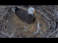 captiva eagles ~ ce12 christmas cuteness that melts your heart clive feeds ce12 💕 12.25.24