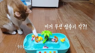 이건 고양이 무선 정수기 각인가!!!!!!