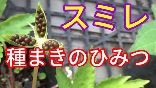 【菜園生活】スミレの種をまこうとしたら・・・