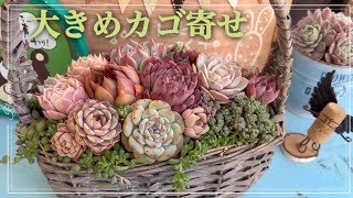 【多肉植物】#78大きめカゴ寄せ