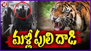 Tiger Strikes On Farmer Again In Dubbaguda | Sirpur Town | Adilabad | V6 News