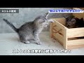 猫はなぜ箱が好きなのか？