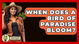 When Does A Bird Of Paradise Bloom? - The Plant Enthusiast