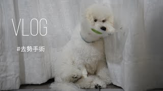 ビションフリーゼ子犬｜去勢手術の回復記録