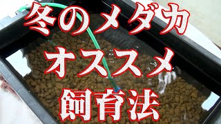 【雲州三色メダカ】冬のメダカおすすめ飼育法!!