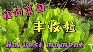 我的菜园丰收啦 看看我收获了什么  Vegetable garden harvest moment  分享豐收的快樂 85