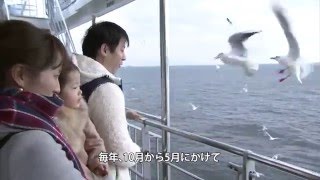 イルカ＆カモメウォッチング＜南島原市＞