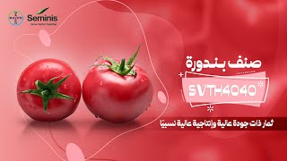 صنف بندورة SVTH4040 - ثمار ذات جودة عالية وإنتاجية عالية نسبيًا