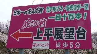 ひと目十万本！！日本一のあんずの里・長野県千曲市（2016.4.3）