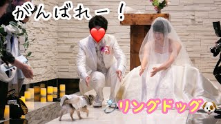 【リングドッグ】夢だった愛犬と結婚式