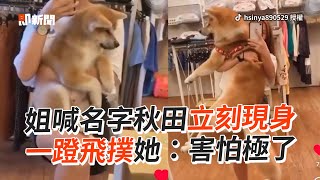 姐喊名字秋田立刻現身 一蹬飛撲她：害怕極了｜寵物動物｜狗狗