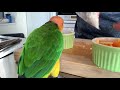 シロハラインコ シロハラ飯　＃シロハラインコ