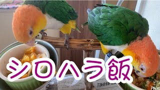 [シロハラインコ] シロハラ飯　＃シロハラインコ