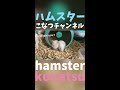 仲良しな赤ちゃんハムスターはいつも寄り添ってます♪baby hamster shorts