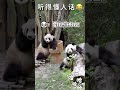 panda 听得懂人话😂😂 大熊猫 可爱