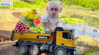 Smart Obi helps dad pick fruit for ducklings