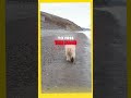 polar bear s plea a tale of compassion animals facts rescuedandloved