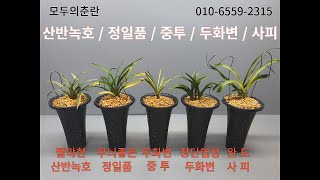 12.30 산반녹호, 호피반 정일품, 두화변 중투, 장단엽성 두화변, 완도사피