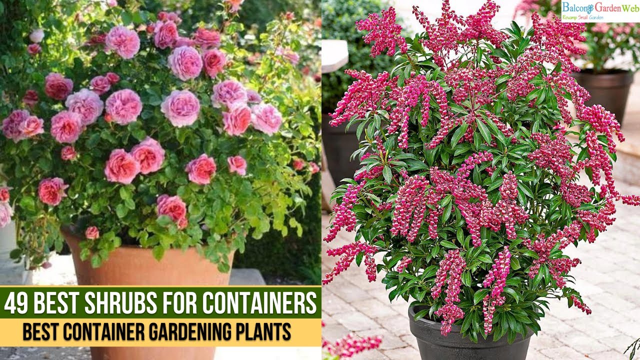 Container Shrubs For Sun