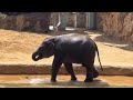 潜水が得意なアルンくんプールから出たらママのミルクを飲む甘えん坊なアルン🍼🐘　8月24日　上野動物園