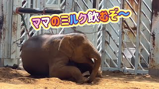 潜水が得意なアルンくんプールから出たらママのミルクを飲む甘えん坊なアルン🍼🐘　8月24日　上野動物園