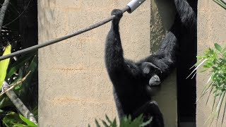 Pete is a 44vyear old Siamang  the Siamang Ape, sounding off!