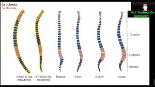 LA COLONNA VERTEBRALE