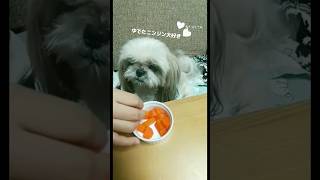 シーズー犬  かのんの日常 ♥️草食系わんこ　人参大好き〖 cat like dog〗