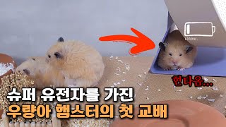 우량아 햄스터 한별이의 첫 교배 도전기! 과연 성공 할 수 있을까?