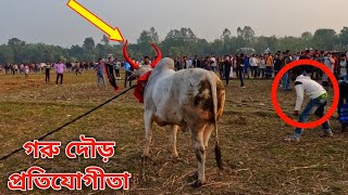 হাটিপাড়া গোপালখালি গরু দৌড় প্রতিযোগিতা ২০২৪