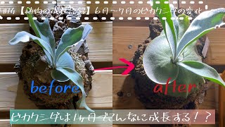 【植物の成長記録】ビカクシダの凄まじい成長スピード!! 1ヶ月で成長比較してみた。