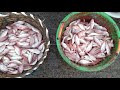 காசிமேட்டில் மீனின் விலை india s biggest fish market fish prices at kasimedu.