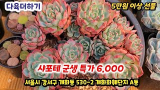 다육더하기(1) 💥샤포테 특가 🌸 예쁜 다육이 착한 가격으로 많이 들어왔네요