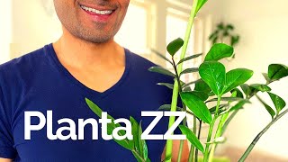 Cuidados Planta ZZ (Zamioculca)  - Plantas De Interior 🌱