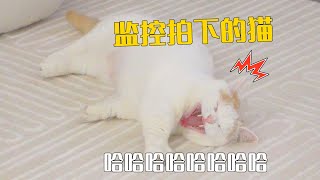 主人回老家了，监控拍下的猫居然这么开心！