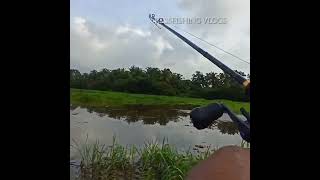 heavy strike 😳😳😳 cherumeen#shorts#youtubeshorts#fishing#snakeheadfishing#entertainment#indonesia