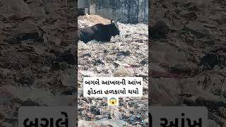 બગલે આખલની આંખ ફોડતા હળકાયો થયો 😱 #trending #viral #Reels #funny