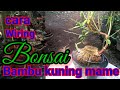 Bonsai bambu kuning mame hasil mbolang 2022 @sakpri #carawiringbonsaibambukuningmame #bonsaibambu