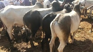 വാണിയംകുളം ചന്തയിൽ ഒന്ന് കറങ്ങാം vaniyamkulam cattle market