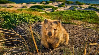 wombat pet | 5 Wombat Facts | Wombat Predators and Threats | Are wombats dangerous?