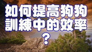 如何提高狗狗訓練中的效率？