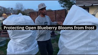 Protecting open blueberry blooms from frost