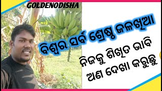 ବିଶ୍ଵର ସର୍ବ ଶ୍ରେଷ୍ଠ ଜଳଖିଆ | AMAZING BENEFITS OF ORIGINAL HONEY \u0026 BANANA EATING | GOLDENODISHA