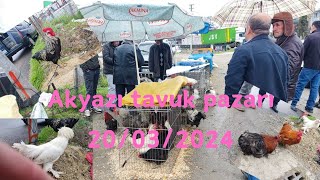 20/03/2024 SAKARYA Akyazı canlı tavuk 🐔 pazarı