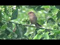 vinous throated parrotbill_ a small group fast moving in the bush.