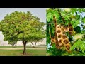 सिरीस वृक्ष के अद्भुत फायदे ।amazing health benefits of siri s tree.siris benefits for skin disease.